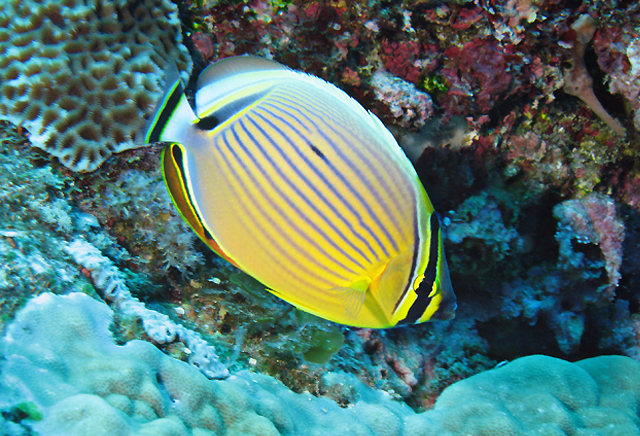 Chaetodon lunulatus Quoy & Gaimard, 1825